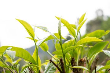 Top tea leaves, natural products, are ingredients in making beverages. Selected fresh tea leaves in tea plantations