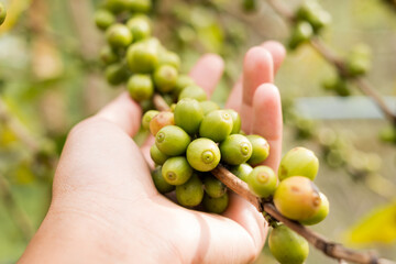 Arabica coffee, green Arabica coffee beans unripe on northern Thailand sources waiting for harvest to process