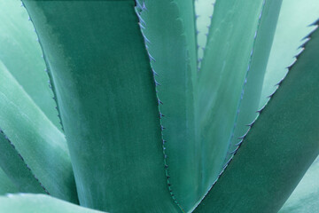 blue agave shot close up for background
