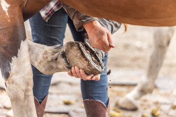 Horse grooming: A person cleaning the hoof of a horse