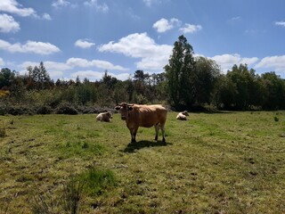 Vacas en un prado al sol al norte de Galicia