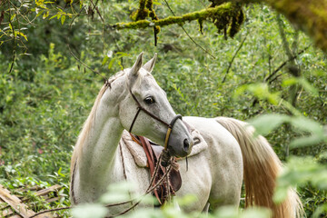 Portrait of a white arabian horse with a bosal and a western saddle; portrait of a bitted and...