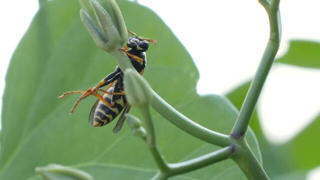 Wasp, Vespinae, sitting on a green plant and cleaning its legs in slow motion.