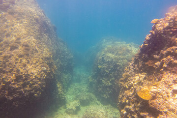 Naklejka na ściany i meble フィリピン、セブ島の北のマラパスクア島のダイビング風景 Diving scenery of Malapascua Island, north of Cebu Island, Philippines