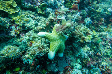 フィリピン、セブ島の北のマラパスクア島のダイビング風景 Diving scenery of Malapascua Island, north of Cebu Island, Philippines