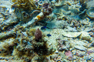 Fototapeta na wymiar フィリピン、セブ島の北のマラパスクア島のダイビング風景 Diving scenery of Malapascua Island, north of Cebu Island, Philippines