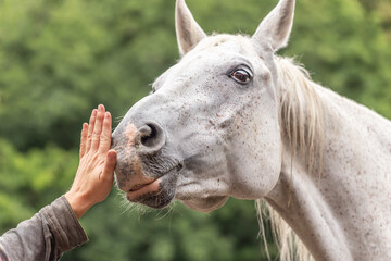 A white arabian horse touching the hand of a person with its nose