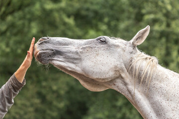 A white arabian horse touching the hand of a person with its nose