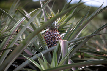 沖縄　久米島　観光　パイナップル