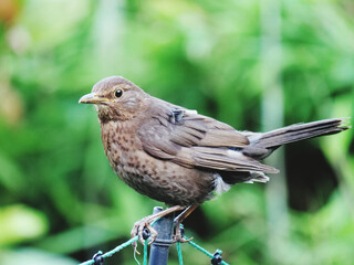 young blackbird perching on metal pole