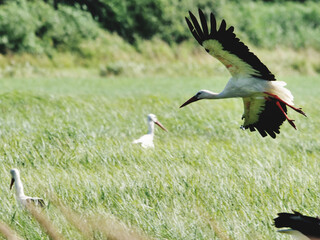 storks flying with spread wings above meadow
