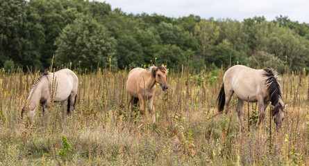Obraz na płótnie Canvas Konik horses browsing in summer meadow