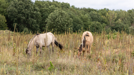 Konik horses browsing in summer meadow