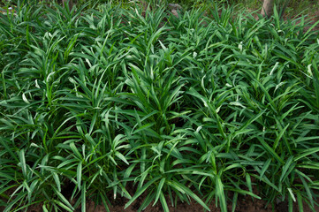 Ipomoea aquatica 'Reptans' Swamp Morning Glory, Water Morning Glory