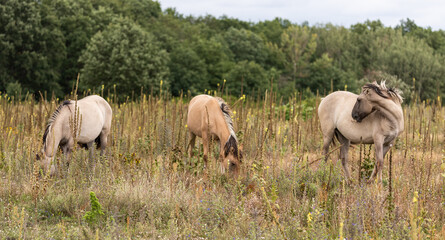Naklejka na ściany i meble Konik horses browsing in summer meadow