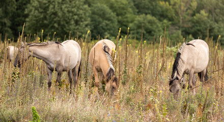 Konik horses browsing in summer meadow