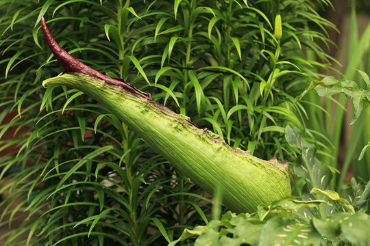 Blooming Dragon Arum - Dracunculus vulgaris or Dragon Lily
