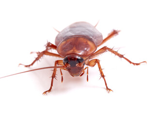 American cockroach on a white background. Periplaneta americana.