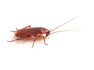 American cockroach on a white background. Periplaneta americana.
