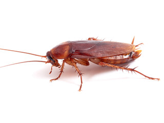 American cockroach on a white background. Periplaneta americana.