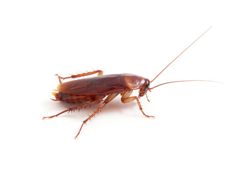 American cockroach on a white background. Periplaneta americana.