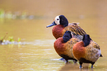 White-faced ducks resting in a puddle after a downpour in South Africa