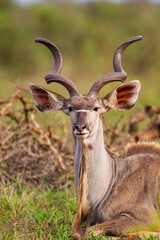 Greater Kudu male, resting in  the open grasslands of the Kruger Park, South Africa