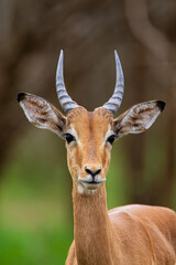 Young Impala male stands in the green grass of the Kruger Park