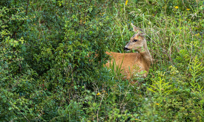 Obraz premium Roe Deer (female)
