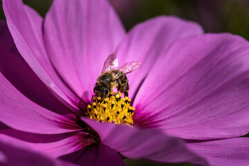 Bee on a bloom of a jewelery basket