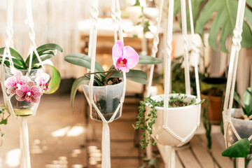 Blooming pink indoor orchids in a hanging planter in home interior.Biophillia design.Urban...