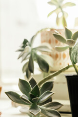 Succulent in creative pot in the on the home windowsill close-up.Home interior design.Biophillia design.Urban jungle.Selective focus,copy space.