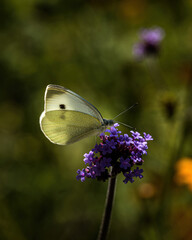 large cabbage white butterfly  on Blossoms of a Patagonian Vervain