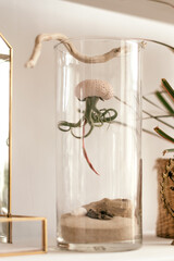 Tillandsia growing upside down in a shell in a glass jar.Creative interior design.Biophillia design.Urban jungle.Selective focus.