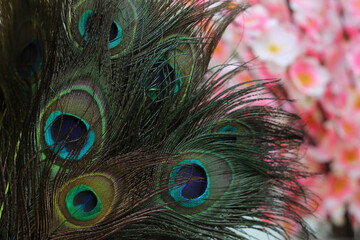 Close up of Peacock Feathers With Pink Flowers Blurred in Background
