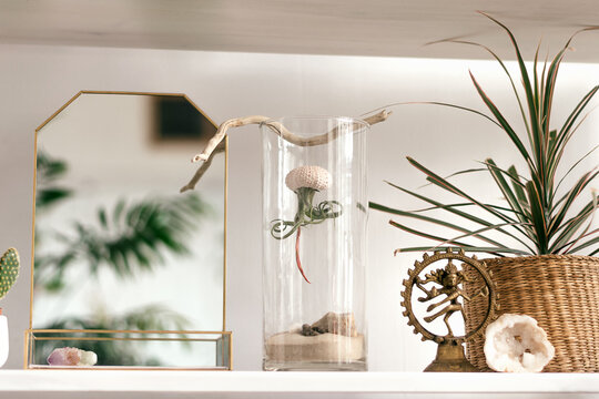 Tillandsia growing upside down in a shell in a glass jar.A mirror as a decorative object and indoor plants on the shelf..Creative interior design.Biophillia design.Urban jungle.Selective focus.