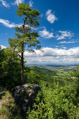 Fototapeta premium Blick vom Backofenfelsen zur Burg Hohenzollern