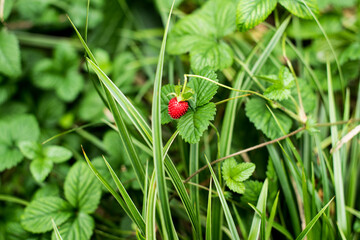 little red strawberry in the green grass