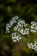 flowers in the garden