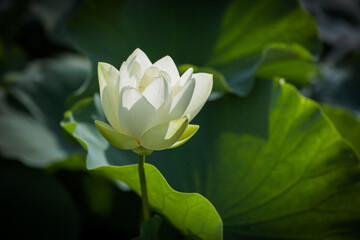 Obraz premium 진흙에서 자라지만 정갈한 연꽃