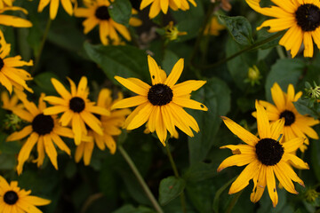 rudbeckia flowers in the summer garden