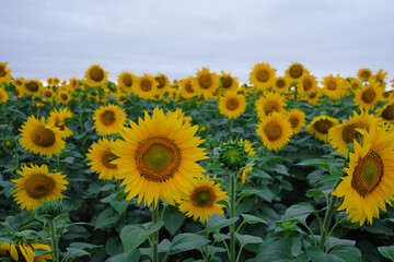 Fototapeta premium Close up. Beautiful sunflowers in field at sunset.
