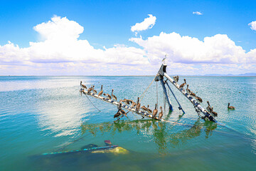 Pelicans and other seabirds standing on the mast of an old sunken fishing boat in the sea in Puerto 