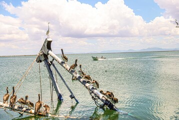 marine birds front on the mast ship Yavaros. Yavaros-Moroncarit are located in the municipality of...