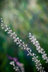 close up of flowers