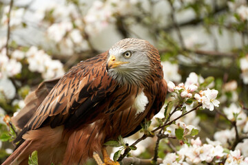 Red kite, sits on a stump in front of a fruit tree with white blossom. A lake in the background. Bird of prey looks back