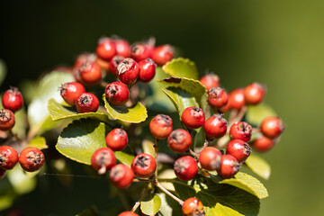 red currant berries