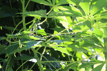 rain droplets on branches in the morning sunlight