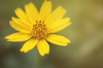 Nature view of singapore daisy on blur background in garden with copy space using as yellow flower background