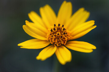 Nature view of singapore daisy on blur background in garden with copy space using as yellow flower background